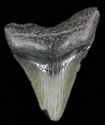 Bargain Megalodon Tooth - South Carolina #47252
